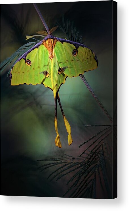 Moth Acrylic Print featuring the photograph Moon Moth by Jimmy Hoffman