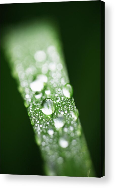 Tranquility Acrylic Print featuring the photograph Morning Dew by Seiji Nakai
