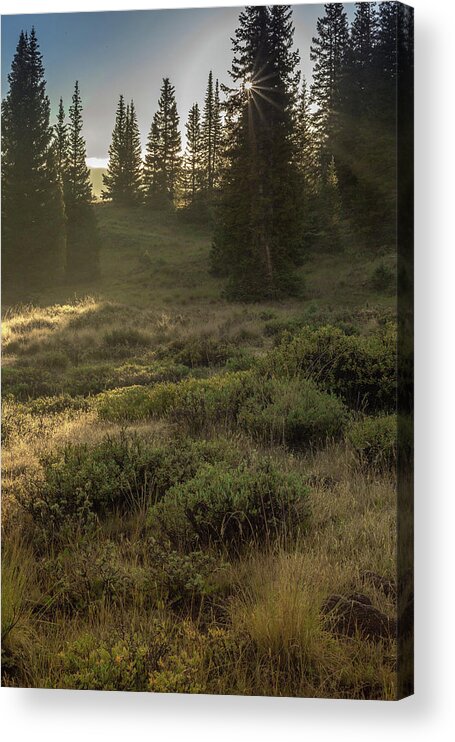 Dew Acrylic Print featuring the photograph Morning on Molas Trail by Jen Manganello
