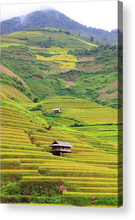 Rice Paddy Acrylic Print featuring the photograph Mountainous Rice Field by Akari Photography