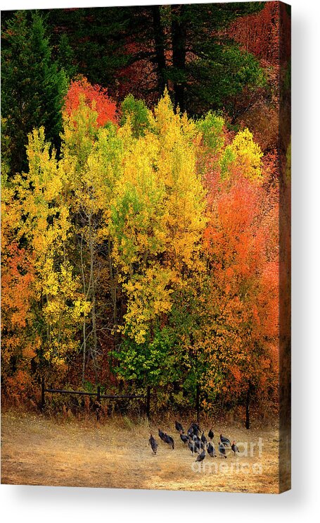 Alive Acrylic Print featuring the photograph Mountains Fall Colors and Wild Turkeys Golden Red Leaves Wild Fo by Lane Erickson