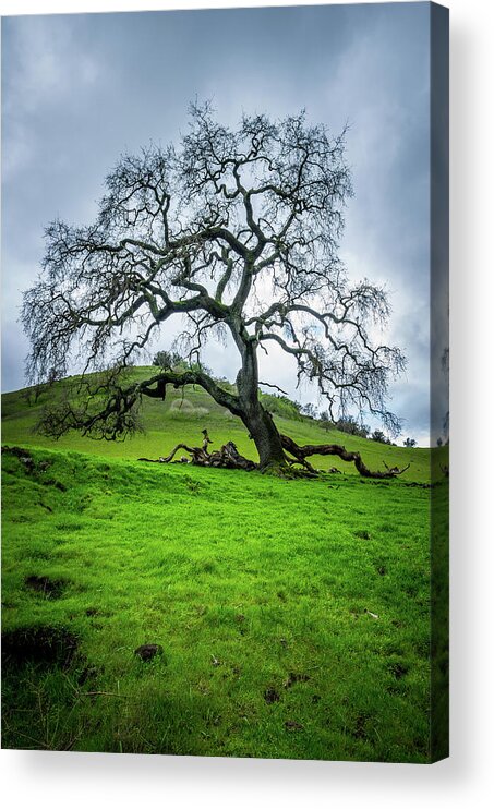Adventure Acrylic Print featuring the photograph Mt Diablo Oak Tree by Scott McGuire
