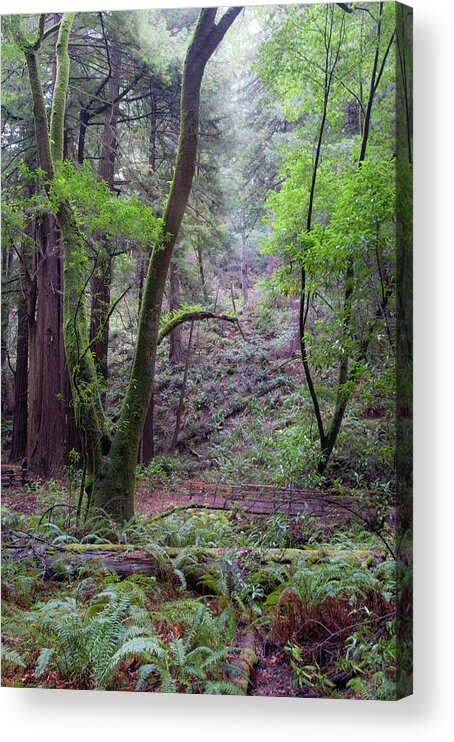 Muir Woods Acrylic Print featuring the photograph Muir Woods Mist by Mark Duehmig