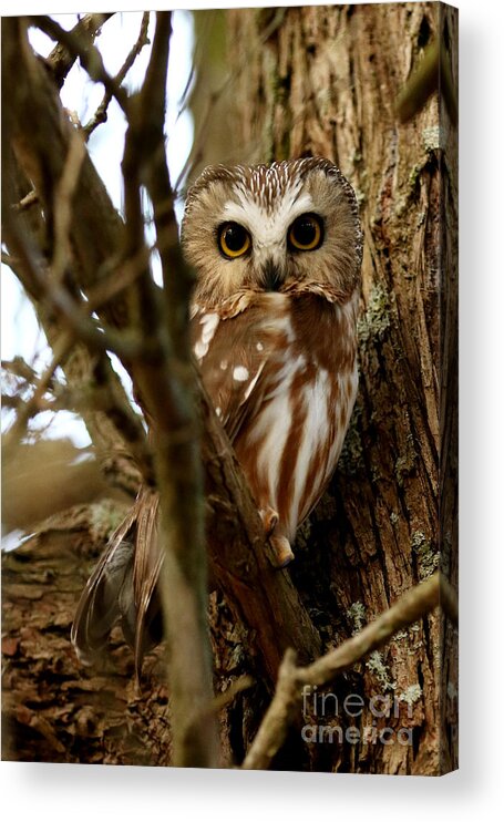 Owls Acrylic Print featuring the photograph My first northern saw whet owl by Heather King