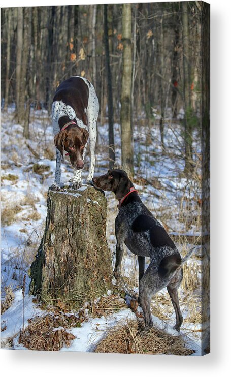 German Shorthaired Pointers Acrylic Print featuring the photograph My Stump by Brook Burling