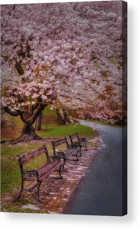 Cherry Blossom Acrylic Print featuring the photograph Natures After Party Confetti by Susan Candelario