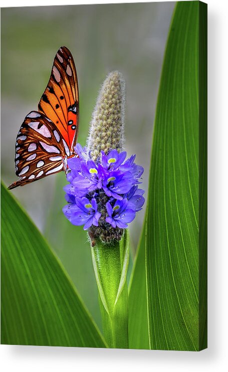 Butterfly Acrylic Print featuring the photograph Nature's Beauty by James Woody