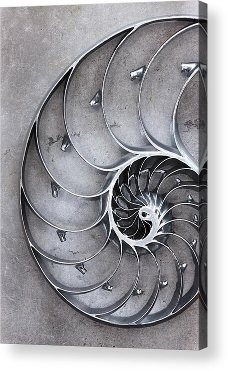 Animal Shell Acrylic Print featuring the photograph Nautilus Shell by David Muir