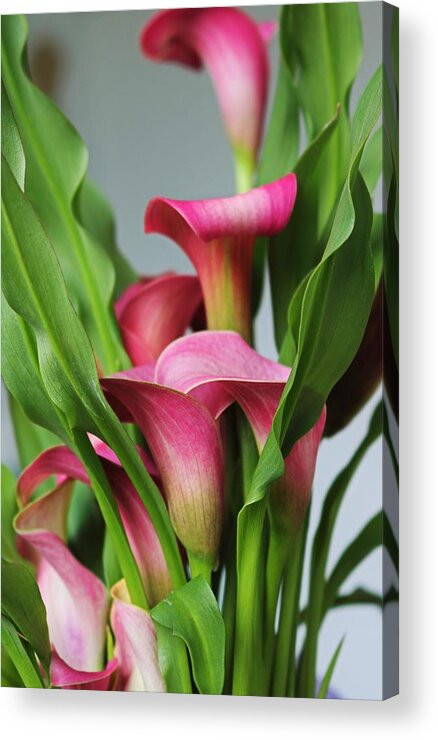 Calla Lily Acrylic Print featuring the photograph Night of the Flowers by Michiale Schneider