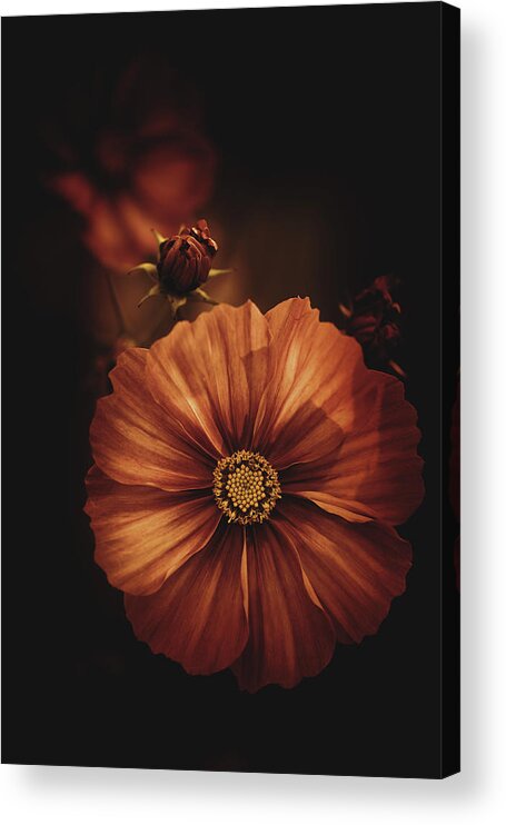Flower Acrylic Print featuring the photograph Nostalgia by Philippe Sainte-Laudy