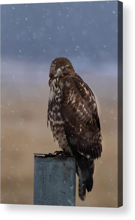 Hawk Acrylic Print featuring the photograph Not Impressed by Randy Robbins