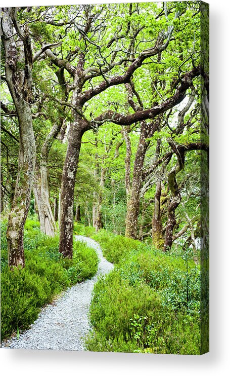 Tranquility Acrylic Print featuring the photograph Oak Trees In Killarney National Park by Jorg Greuel