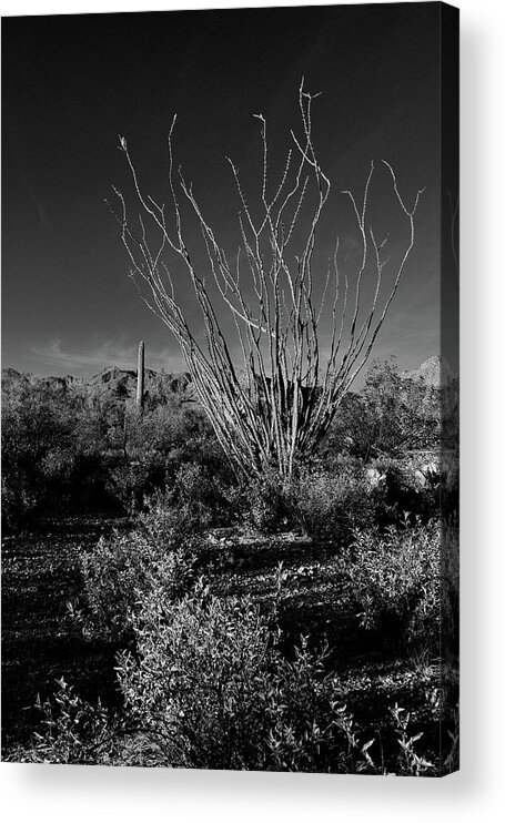 Sonoran Desert Acrylic Print featuring the photograph Ocotillo black and white by Chance Kafka