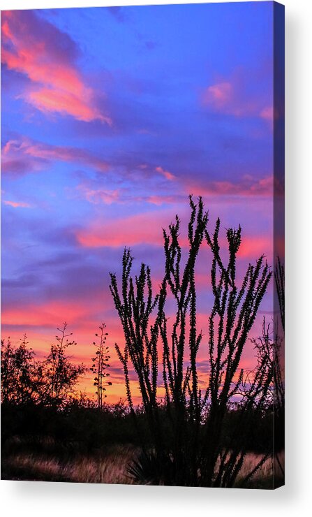 Arizona Acrylic Print featuring the photograph Ocotillo Sunset 1 by Dawn Richards
