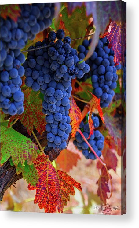 Vine Acrylic Print featuring the photograph On the Vine II by Steph Gabler