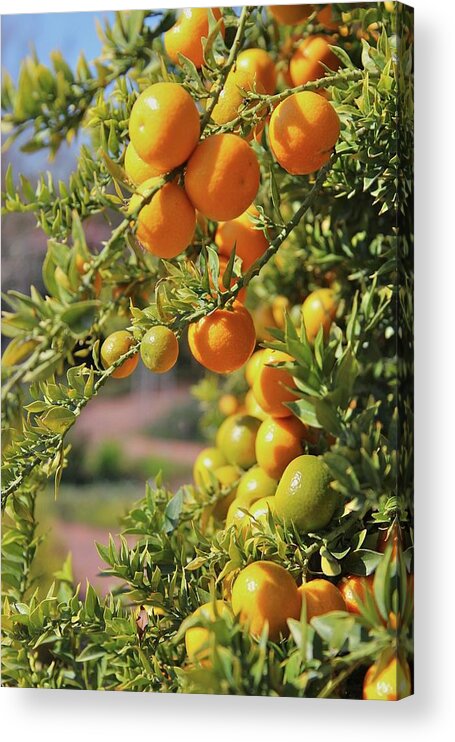 Hanging Acrylic Print featuring the photograph Orange On Tree by Karol Franks