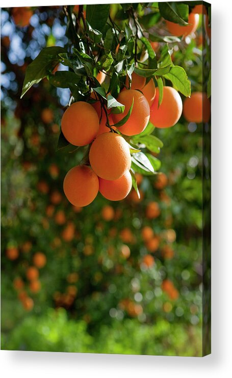 Hanging Acrylic Print featuring the photograph Orange Trees by Ozgurdonmaz