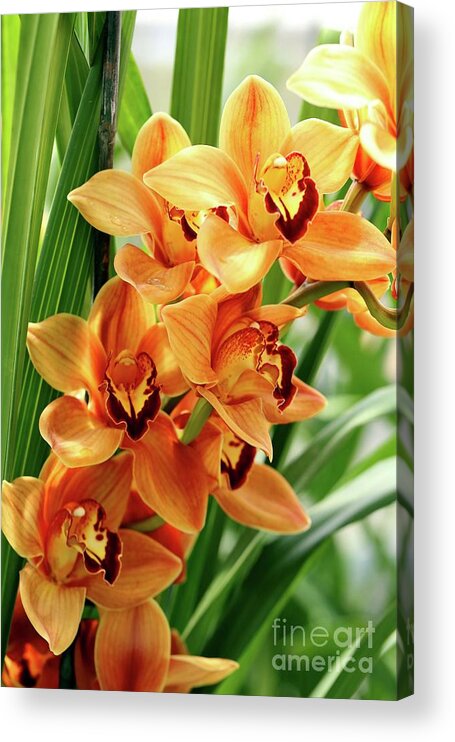 Orchids Acrylic Print featuring the photograph Orchids by Terri Brewster