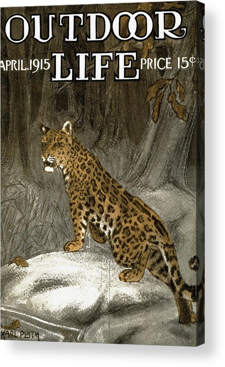 Jaguar Acrylic Print featuring the painting Outdoor Life Magazine Cover April 1915 by Outdoor Life