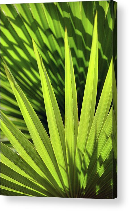 Hesper Palm Acrylic Print featuring the photograph Palm Portrait II by Leda Robertson