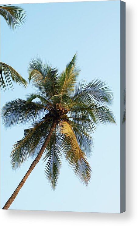 Low Angle View Acrylic Print featuring the digital art Palm Tree, Goa by David Cleveland