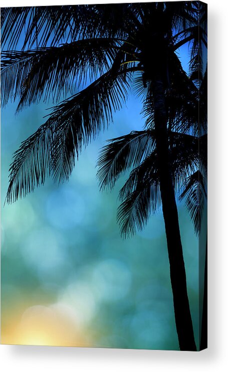 Palm Trees Acrylic Print featuring the photograph Palm Blues Sunrise by Laura Fasulo