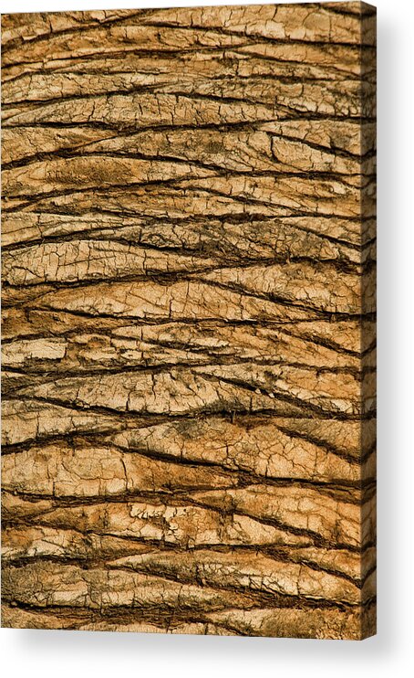 Toughness Acrylic Print featuring the photograph Palm Tree Trunk Close-up by Brian Stablyk