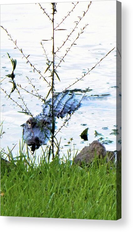 Animals Acrylic Print featuring the photograph Peek A Boo by Karen Stansberry