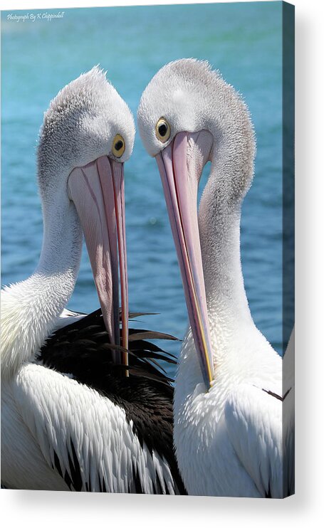 Pelican Love Acrylic Print featuring the digital art Pelican love 06163 by Kevin Chippindall