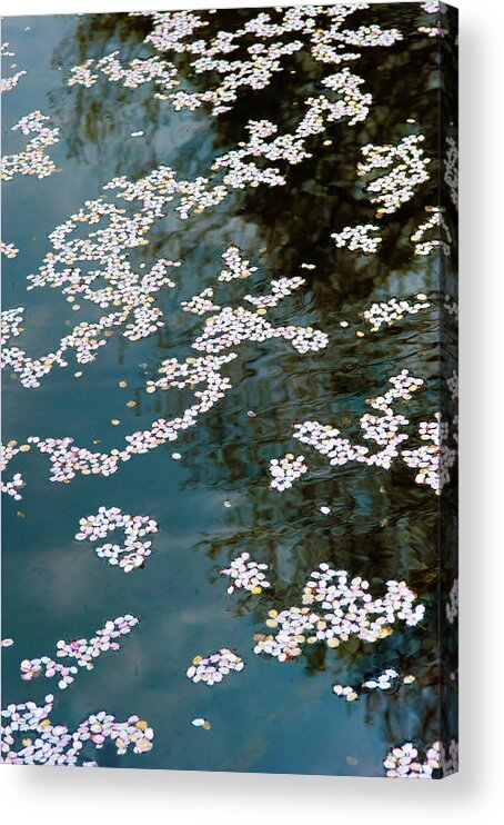 Tranquility Acrylic Print featuring the photograph Petals Of Cherry Blossoms by I Love Photo And Apple.