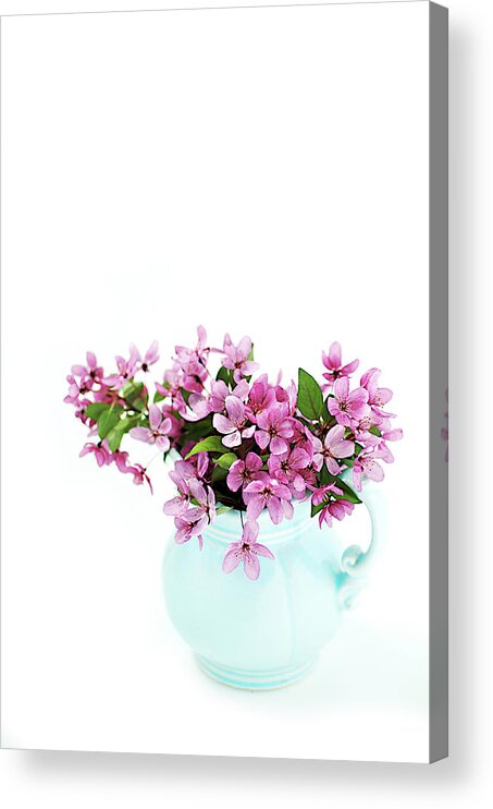 White Background Acrylic Print featuring the photograph Pink Cherry Blossoms In Blue Pitcher by Melissa Ross