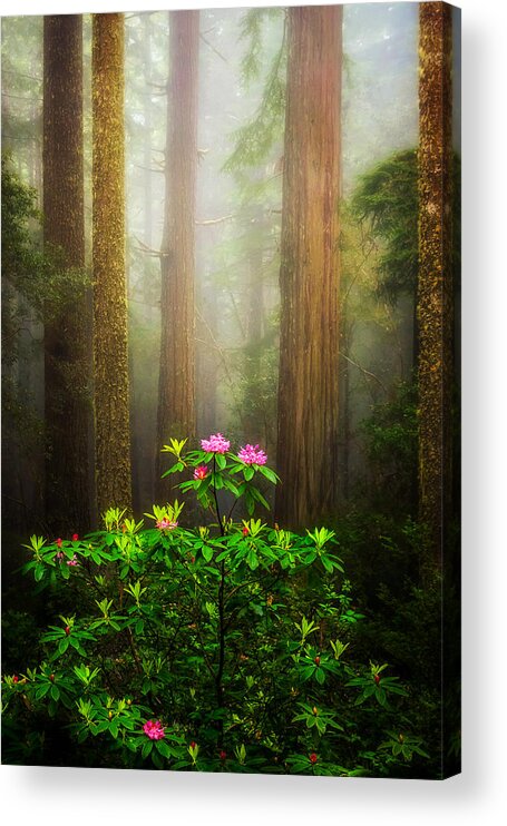 Fog
Rhododendron 
Redwoods 
Misty
Trees Acrylic Print featuring the photograph Pink Ladies In Misty Redwoods by Jiong Chen