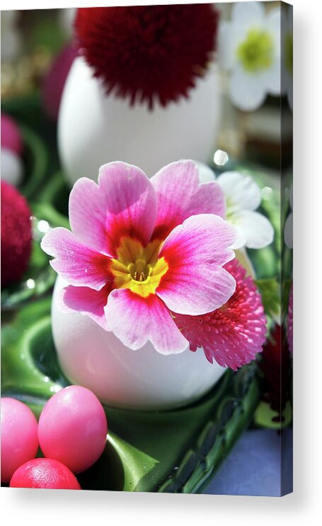 Ip_11222022 Acrylic Print featuring the photograph Pink Primula And Bellis Flowers In Easter Egg Shell by Angelica Linnhoff