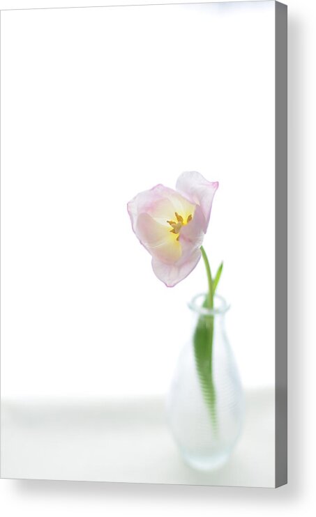 White Background Acrylic Print featuring the photograph Pink Tulip In Glass Vase On White by Photo By Ira Heuvelman-dobrolyubova