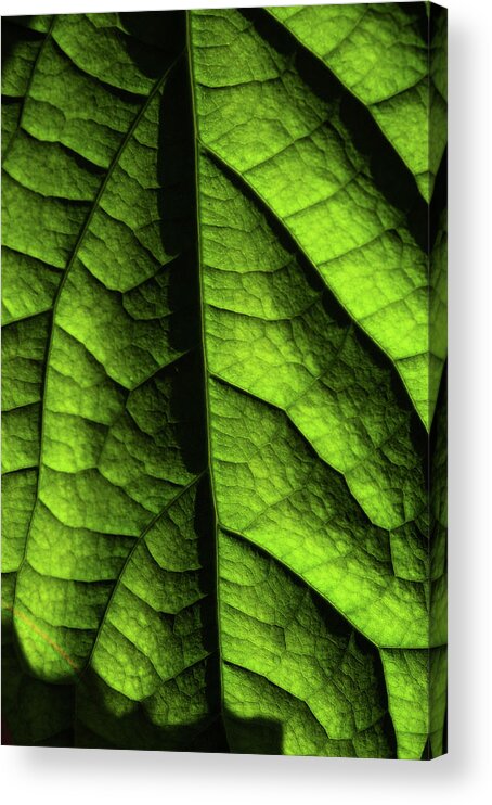 Jenny Rainbow Fine Art Photography Acrylic Print featuring the photograph Play of Light and Shadow. Green Leaf Macro 11 by Jenny Rainbow