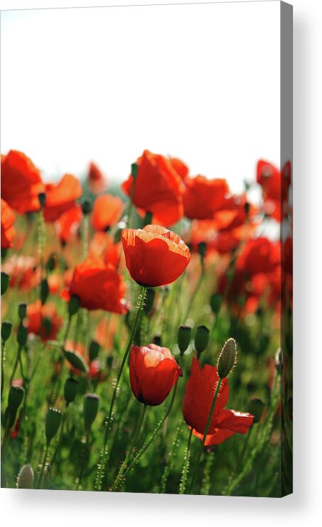 Outdoors Acrylic Print featuring the photograph Poppy Field by Mattjeacock