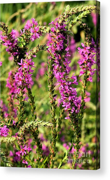 Delphinium Acrylic Print featuring the photograph Potomac Summer No.1 by Steve Ember