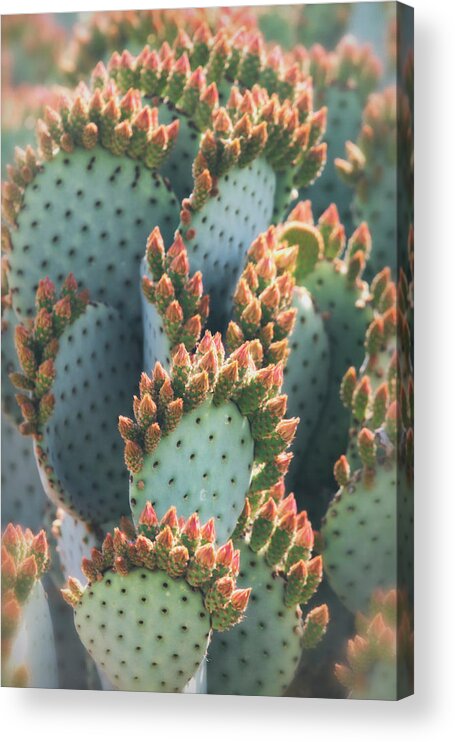 Prickly Pear Cactus Acrylic Print featuring the photograph Prickly Pear Buds by Saija Lehtonen