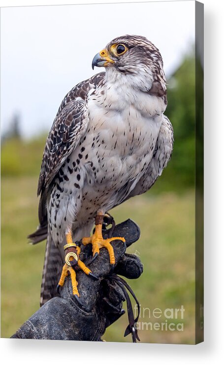 Photography Acrylic Print featuring the photograph Proud Prairie Falcon by Alma Danison