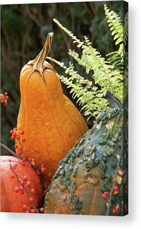 Garden Acrylic Print featuring the photograph Pumpkin power by Garden Gate magazine
