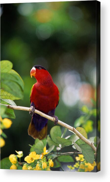 Animal Themes Acrylic Print featuring the photograph Purple-bellied Lory Lorius Hypoinochrous by Art Wolfe