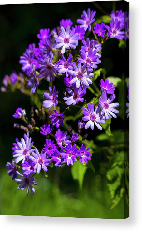 Purple Daisies In Spring Acrylic Print featuring the photograph Purple Daisies in Spring by Bonnie Follett