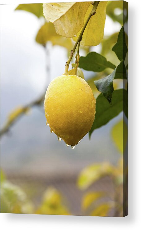 Hanging Acrylic Print featuring the photograph Raindrops Dripping From Lemons by Guido Mieth