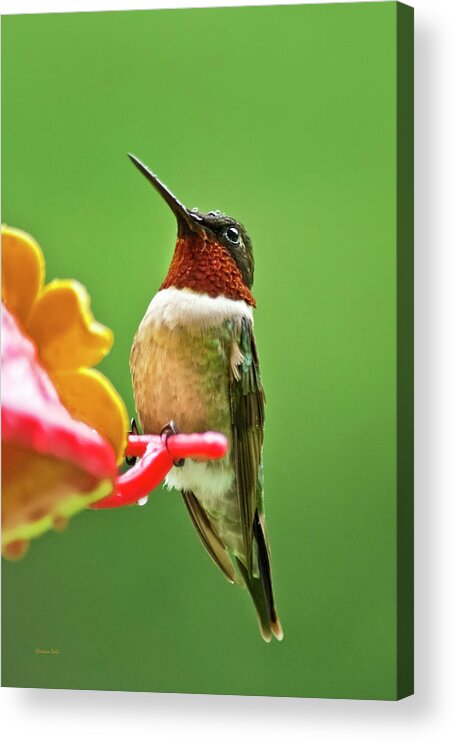 Hummingbird Acrylic Print featuring the photograph Rainy Day Hummingbird by Christina Rollo