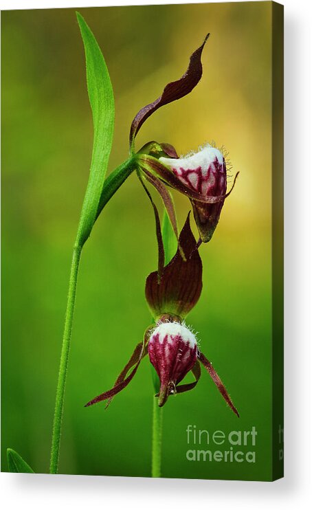Michigan Acrylic Print featuring the photograph Rams head orchid pair FL9257 by Mark Graf