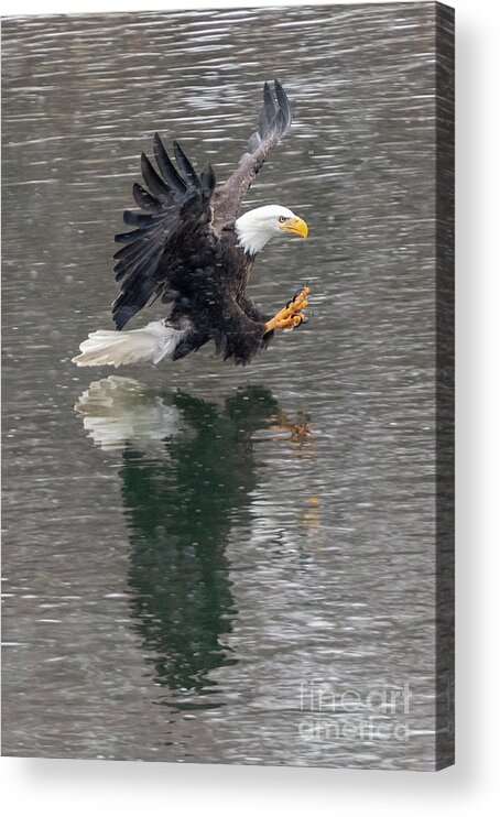 Eagle Acrylic Print featuring the photograph Ready to Grab by Michael Dawson