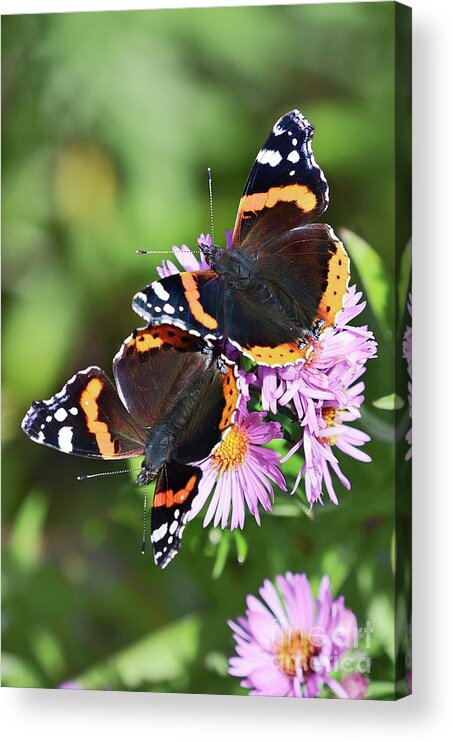 Red Admiral Acrylic Print featuring the photograph Red Admiral Butterflies by Colin Varndell/science Photo Library