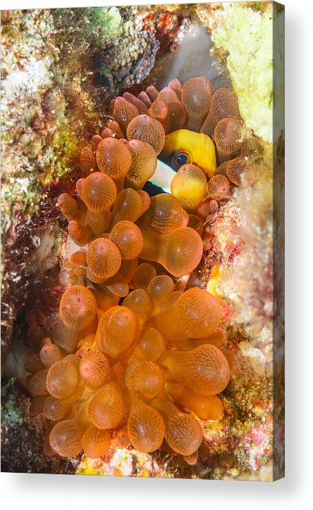 Underwater Acrylic Print featuring the photograph Red Anemone by Roberto Marchegiani