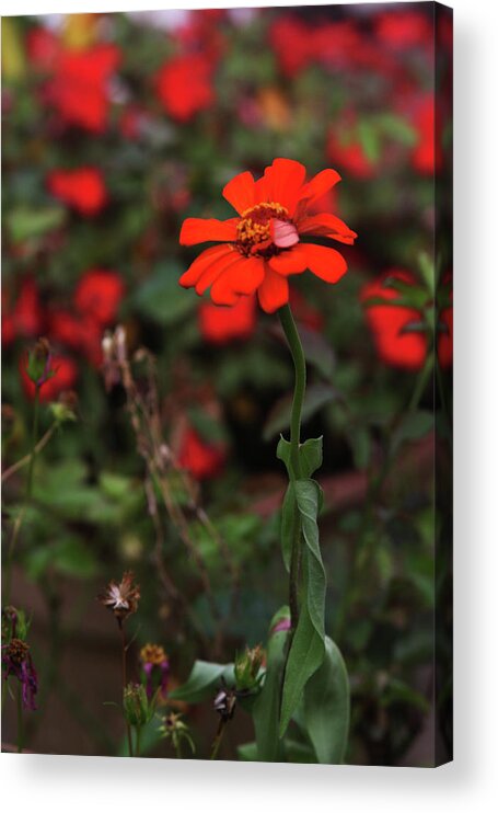 Red Acrylic Print featuring the photograph Red Flower by Vadim Levin