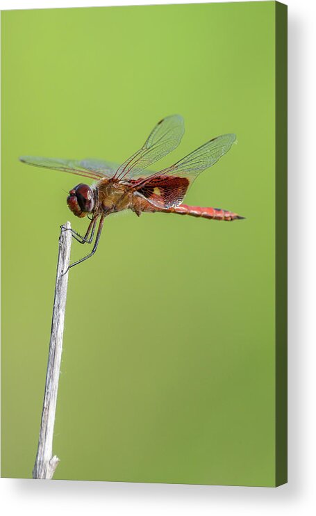 Dragonfly Acrylic Print featuring the photograph Red-mantled Saddlebags by Danielle Christine White